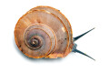 Tropidophora cuveriana Madagascar